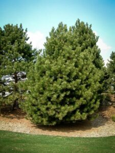 Сосна Чёрная (Pinus Nigra) купить по цене от 270.00р. в интернет-магазине «Посадика» с доставкой почтой в в Константиновске и по всей России – [изображение №1].