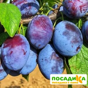 Слива Чачакская ранняя купить по цене от 229.00р. в интернет-магазине «Посадика» с доставкой почтой в в Константиновске и по всей России – [изображение №1].