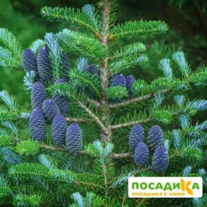 Пихта корейская (Abies koreana) купить по цене от 450.00р. в интернет-магазине «Посадика» с доставкой почтой в в Константиновске и по всей России – [изображение №1].