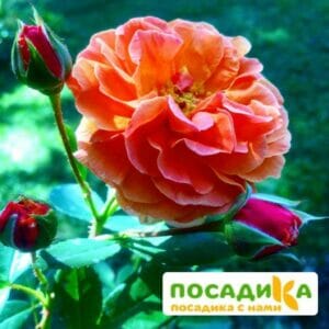 Роза Арабия купить по цене от 350.00р. в интернет-магазине «Посадика» с доставкой почтой в в Константиновске и по всей России – [изображение №1].