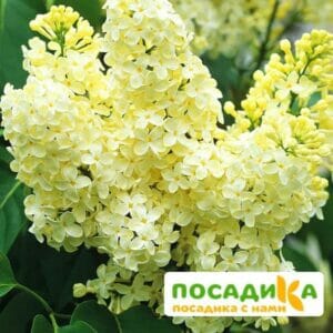 Сирень Примроуз (Primrose) купить по цене от 529.00р. в интернет-магазине «Посадика» с доставкой почтой в в Константиновске и по всей России – [изображение №1].