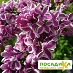 Сирень Сенсация купить по цене от 529.00р. в интернет-магазине «Посадика» с доставкой почтой в в Константиновске и по всей России – [изображение №1].