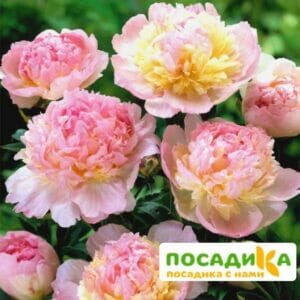 Пион Распберри Сандей (Paeonia Raspberry Sundae) купить по цене от 959р. в интернет-магазине «Посадика» с доставкой почтой в в Константиновске и по всей России – [изображение №1].