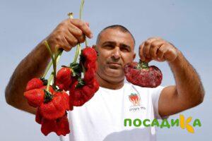 Клубника Гигант Джорнея купить по цене от 266р. в интернет-магазине «Посадика» с доставкой почтой в в Константиновске и по всей России – [изображение №1].