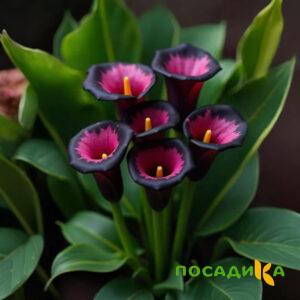 Калла Аура Лейс купить по цене от 400р. в интернет-магазине «Посадика» с доставкой почтой в в Константиновске и по всей России – [изображение №1].