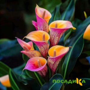 Калла Оникс купить по цене от 450р. в интернет-магазине «Посадика» с доставкой почтой в в Константиновске и по всей России – [изображение №1].