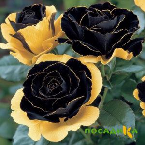 Роза Ханни Сикл купить по цене от 700р. в интернет-магазине «Посадика» с доставкой почтой в в Константиновске и по всей России – [изображение №1].