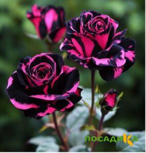 Роза Багровый Шепот купить по цене от 366р. в интернет-магазине «Посадика» с доставкой почтой в в Константиновске и по всей России – [изображение №1].