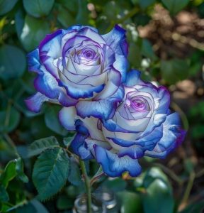 Роза Пэтолз Хоуп купить по цене от 333р. в интернет-магазине «Посадика» с доставкой почтой в в Константиновске и по всей России – [изображение №1].