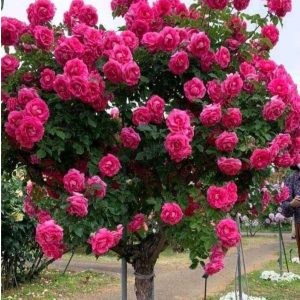 Роза Версаля купить по цене от 232р. в интернет-магазине «Посадика» с доставкой почтой в в Константиновске и по всей России – [изображение №1].