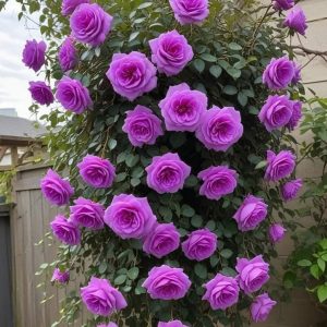 Роза Мистик Уайт купить по цене от 620р. в интернет-магазине «Посадика» с доставкой почтой в в Константиновске и по всей России – [изображение №1].