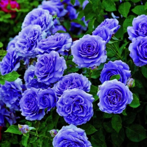 Роза Блю Мун купить по цене от 450р. в интернет-магазине «Посадика» с доставкой почтой в в Константиновске и по всей России – [изображение №1].