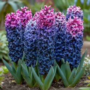 Гиацинт Блю Спринг купить по цене от 2099р. в интернет-магазине «Посадика» с доставкой почтой в в Константиновске и по всей России – [изображение №1].