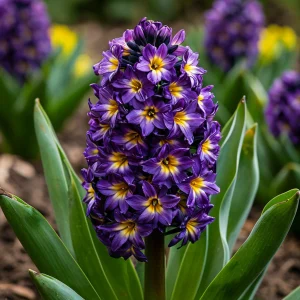 Гиацинт Вельвет Колор купить по цене от 2099р. в интернет-магазине «Посадика» с доставкой почтой в в Константиновске и по всей России – [изображение №1].