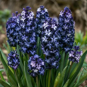 Гиацинт Блум Клауд купить по цене от 2099р. в интернет-магазине «Посадика» с доставкой почтой в в Константиновске и по всей России – [изображение №1].