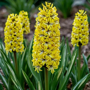 Гиацинт Сансет Голд купить по цене от 2099р. в интернет-магазине «Посадика» с доставкой почтой в в Константиновске и по всей России – [изображение №1].