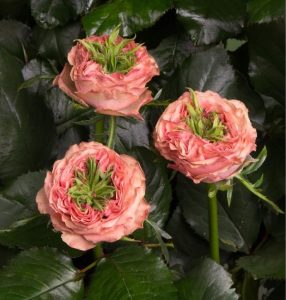 Роза Амбер Инчант купить по цене от 495р. в интернет-магазине «Посадика» с доставкой почтой в в Константиновске и по всей России – [изображение №1].