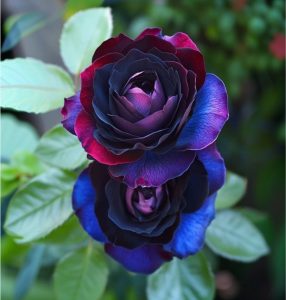 Роза Скарлет Рэвери купить по цене от 489р. в интернет-магазине «Посадика» с доставкой почтой в в Константиновске и по всей России – [изображение №1].