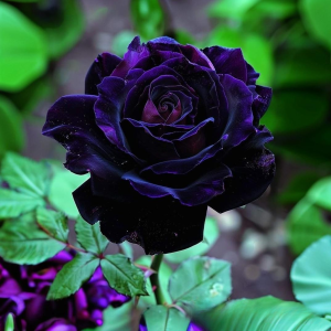 Роза Блэк Пантер купить по цене от 319р. в интернет-магазине «Посадика» с доставкой почтой в в Константиновске и по всей России – [изображение №1].