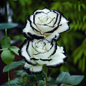 Роза Силк Ивин купить по цене от 319р. в интернет-магазине «Посадика» с доставкой почтой в в Константиновске и по всей России – [изображение №1].