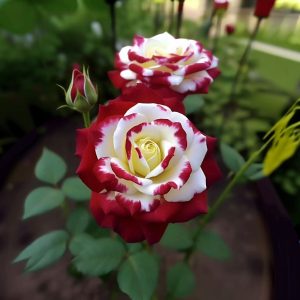 Роза Роял Глом купить по цене от 401р. в интернет-магазине «Посадика» с доставкой почтой в в Константиновске и по всей России – [изображение №1].