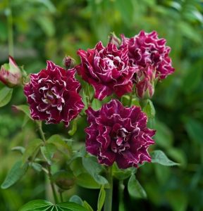 Роза Опаловый Пейзаж купить по цене от 490р. в интернет-магазине «Посадика» с доставкой почтой в в Константиновске и по всей России – [изображение №1].