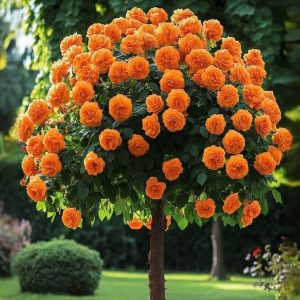 Роза Солнечный Шарм купить по цене от 349р. в интернет-магазине «Посадика» с доставкой почтой в в Константиновске и по всей России – [изображение №1].