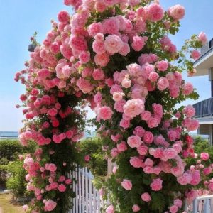 Роза Пастель Розе купить по цене от 605р. в интернет-магазине «Посадика» с доставкой почтой в в Константиновске и по всей России – [изображение №1].