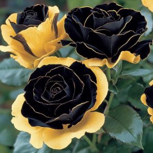 Роза Ханни Сикл купить по цене от 700р. в интернет-магазине «Посадика» с доставкой почтой в в Константиновске и по всей России – [изображение №1].