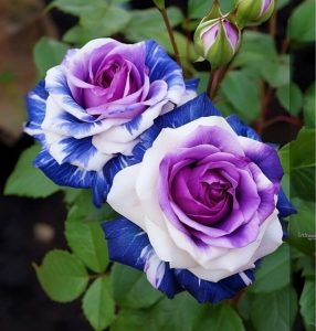 Роза Айвори Каскад купить по цене от 420р. в интернет-магазине «Посадика» с доставкой почтой в в Константиновске и по всей России – [изображение №1].