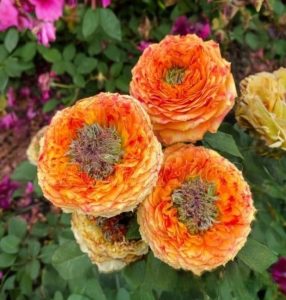 Роза Золотой Мираж купить по цене от 420р. в интернет-магазине «Посадика» с доставкой почтой в в Константиновске и по всей России – [изображение №1].