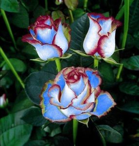 Роза Сафайер Пэтл купить по цене от 450р. в интернет-магазине «Посадика» с доставкой почтой в в Константиновске и по всей России – [изображение №1].