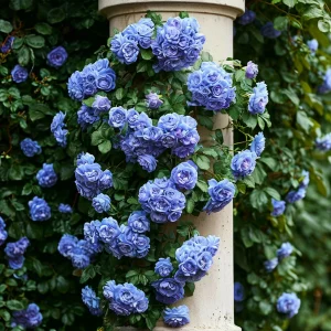 Роза плетистая Блю Перпл купить по цене от 540р. в интернет-магазине «Посадика» с доставкой почтой в в Константиновске и по всей России – [изображение №1].